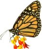 butterfly216.jpg (15768 bytes)