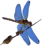 dragonfly2.jpg (9920 bytes)