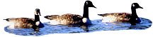 duckfamily.jpg (4810 bytes)